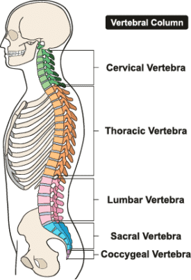 Cervical & Lumbar Spondylosis | Laser Spine Center